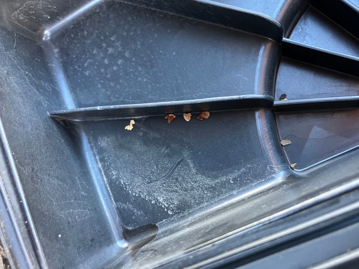 Rodent droppings found in cowl area during vehicle inspection